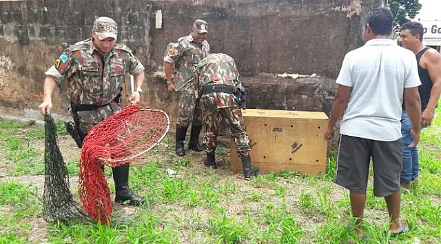 Capivara é resgatada no centro da Capital