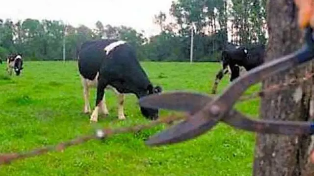 Capataz denuncia abate de boi de meia tonelada em fazenda de Aquidauana