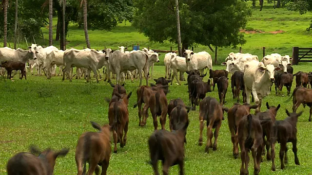 Precoce MS abateu 798 mil animais em um ano e meio da reformulação do programa