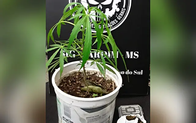 Vendendo drogas para adolescente, mulher é presa em flagrante com pé de maconha em casa