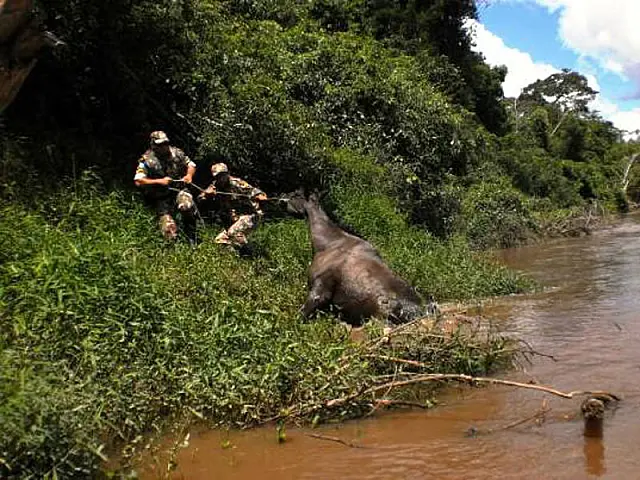 PMA resgata cavalo ilhado às margens do Rio Apa