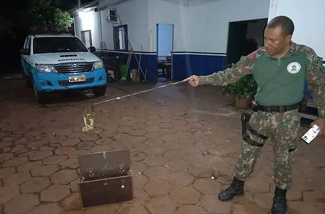 PMA captura jararaca dentro de imóvel
