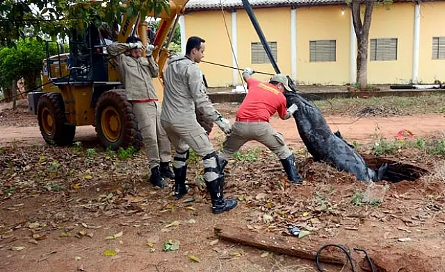 Vaca cai em fossa e mobiliza Corpo de Bombeiros e Prefeitura Municipal