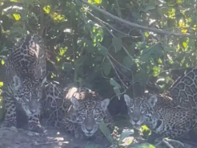 Três onças-pintadas são flagradas às margens do Rio Miranda