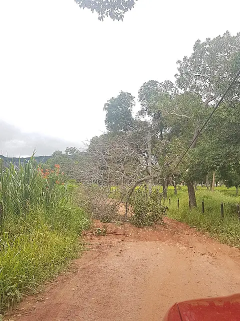 Morro do Paxixi: árvore cai, interdita acesso ao local e deixa moradores sem energia elétrica