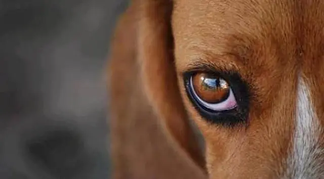 Homem é denunciado por espancar cachorro na Vila Pinheiro, em Aquidauana