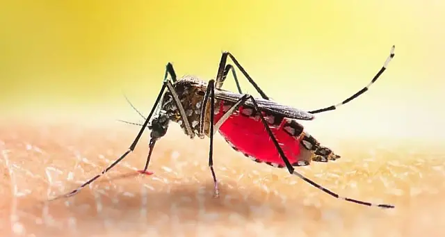 Ministério define esta semana calendário de vacinação contra dengue