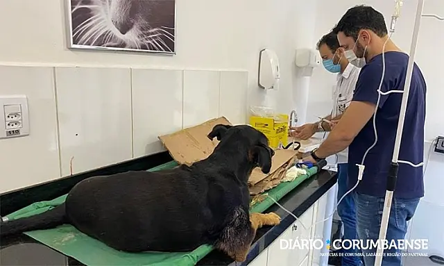 Cão sofre maus-tratos e grupo faz "vaquinha online" para pagar custos do tratamento