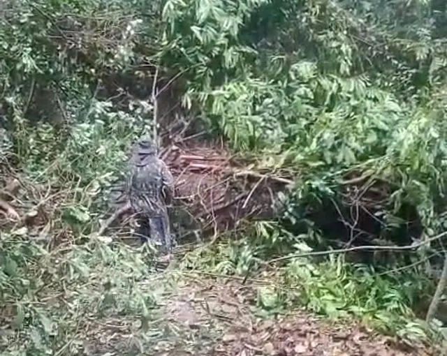 Queda de árvores interdita acesso ao Mirante do Paxixi neste domingo