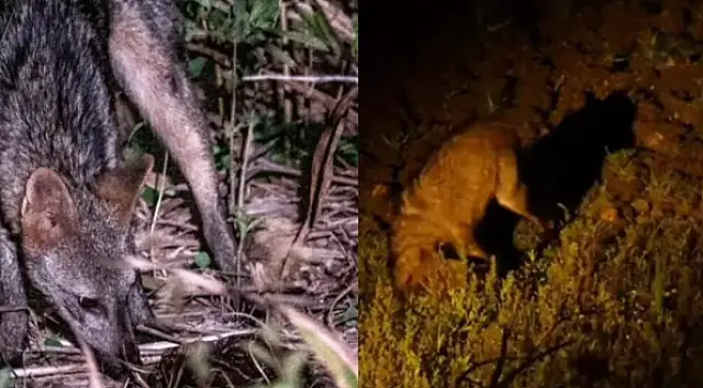 Pescoçada fatal: Lobinho dribla veneno e captura sapo-cururu em Miranda