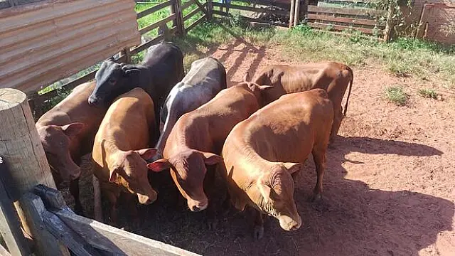 Ladrão de gado é preso e 25 bovinos são recuperados em MS