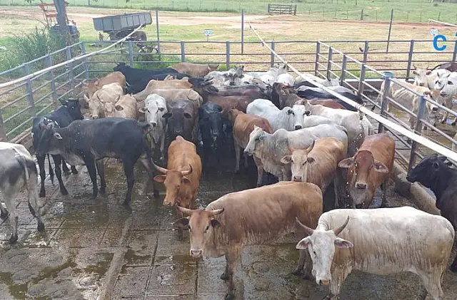 Produção de carne orgânica e sustentável é realidade no Pantanal
