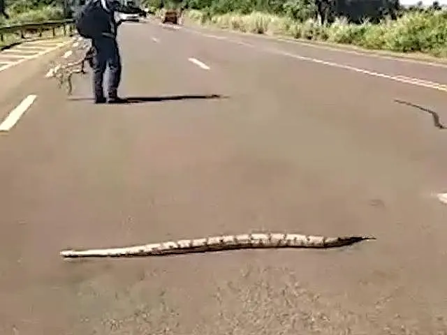Motoristas param e jiboia consegue atravessar rodovia movimentada com calma