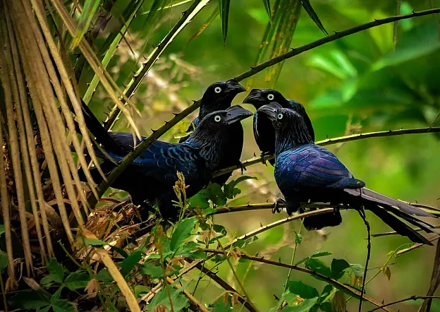 Concurso de curtas sobre observação de aves está com inscrições abertas