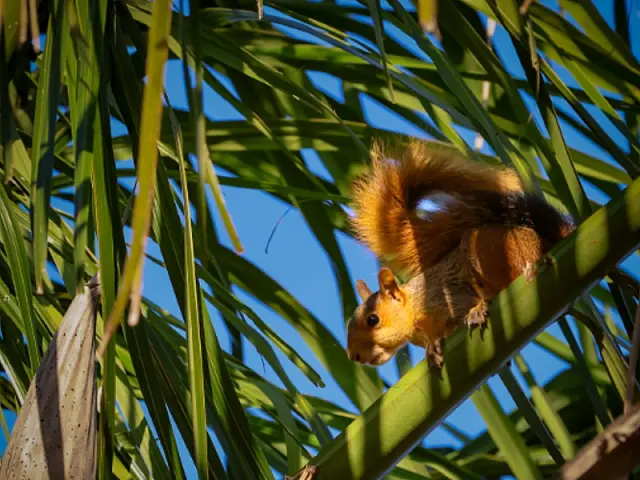 Caxinguelê: o esquilo do Pantanal que ajuda a manter a floresta viva