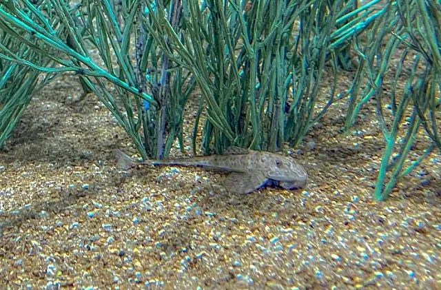Bioparque: Peixe em extinção reproduz de forma inédita no mundo