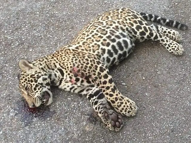 Onça pintada é encontrada morta em rodovia perto de Miranda