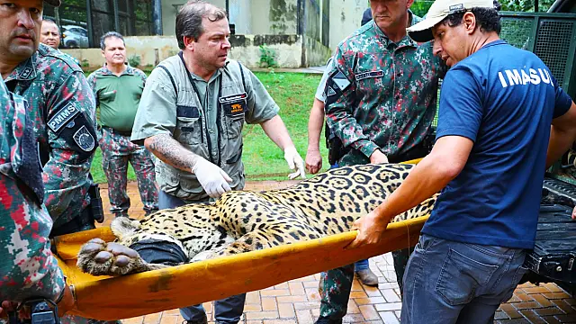 Confirmado: Polícia encontra DNA de Jorginho nas fezes da onça-pintada