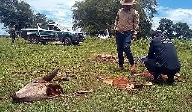 Fazenda é invadida e tem novilha abatida no local