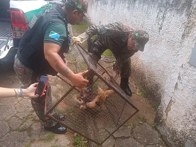 Moradores acionam PMA para resgate a tamanduá-mirim ferido