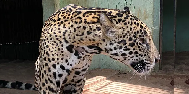 Onça resgatada com queimaduras no Pantanal será reinserida na natureza