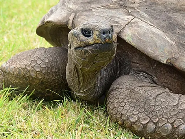 Tartaruga de 190 anos é considerada a mais longeva da história