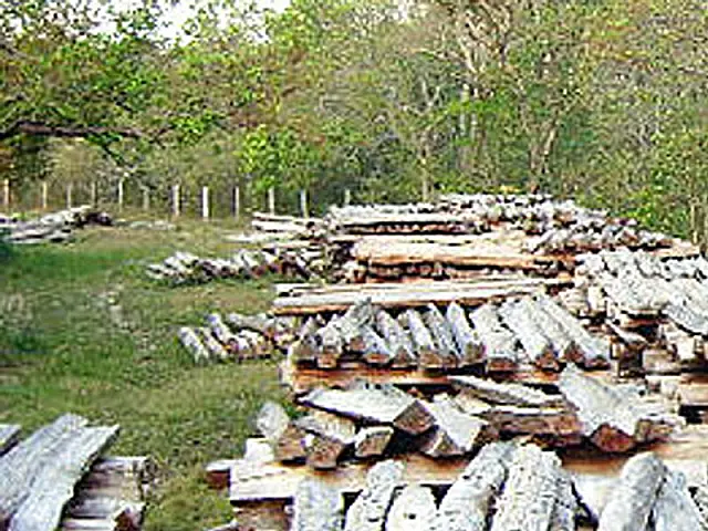 Anastácio: caminhoneiro é autuado por transporte irregular de lascas de aroeira
