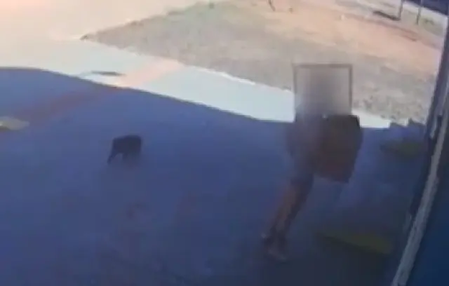 Cachorro morre após ser abandonado em estado 'vegetativo'