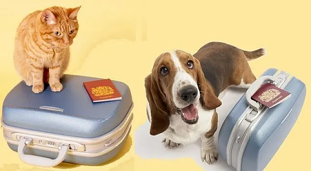 Viagens internacionais com pets exigem passaporte ou certificado veterinário