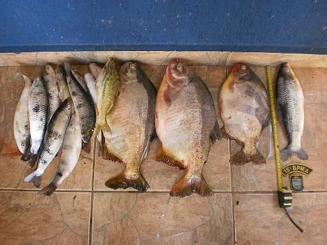 PMA prende trio por pesca predatória no Rio Aquidauana