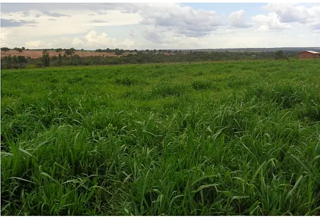 MS tem 4,7 milhões de hectares com pastagens degradadas