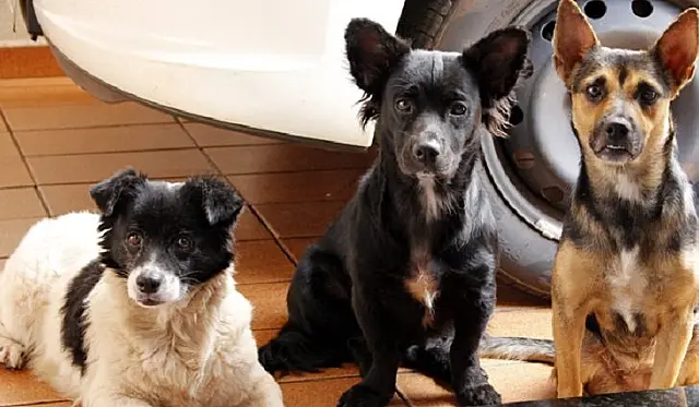 MS vai receber projeto piloto de encoleiramento em massa de cães para combater leishmaniose