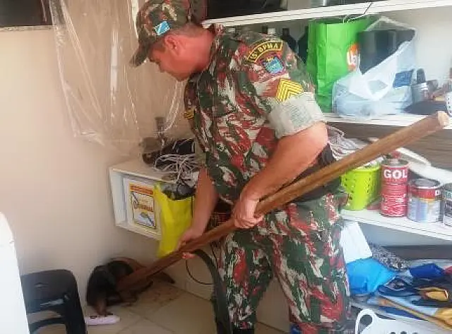 Tamaduá-mirim se ‘instala’ em cômodo de residência em MS