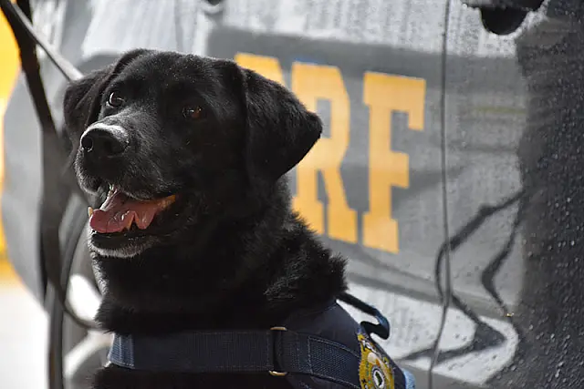 Labrador Popó se aposenta depois de 10 anos de serviços prestados à PRF