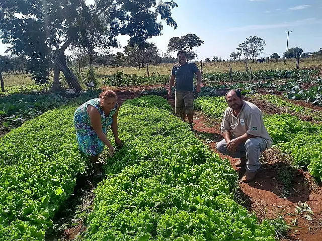 Com técnica e manejo corretos, produtora familiar impulsiona produção de hortaliças