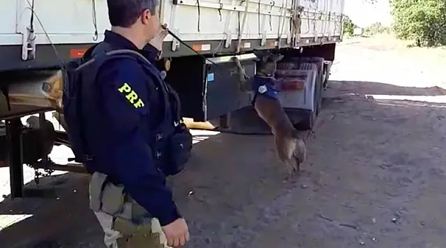 PRF apreende caminhão com mais de quatro toneladas de maconha na BR-262