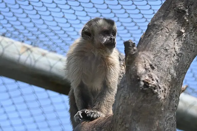 Imasul solta sete macacos-prego após reabilitação no Pantanal de Aquidauana