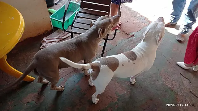 Polícia identifica ladrão de Pitbulls e recupera animais em Sidrolândia