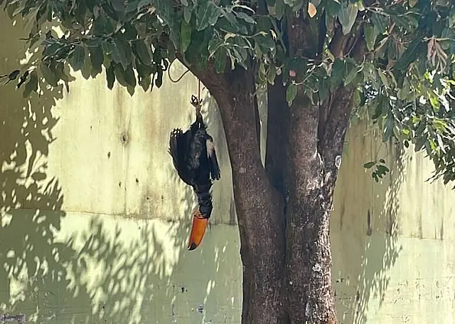 Funcionário de obra é acusado de pendurar e matar tucano em Água Clara