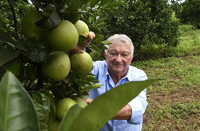 MS é proprício para produção de laranja