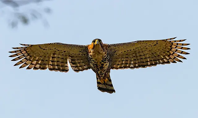 Desafio de observação de aves registra 345 espécies em MS