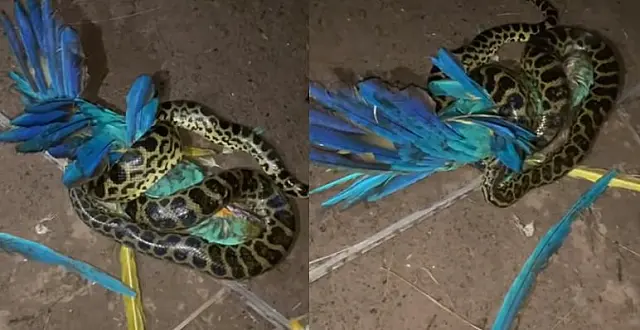 Imagens mostram sucuri comendo arara-canindé no Pantanal