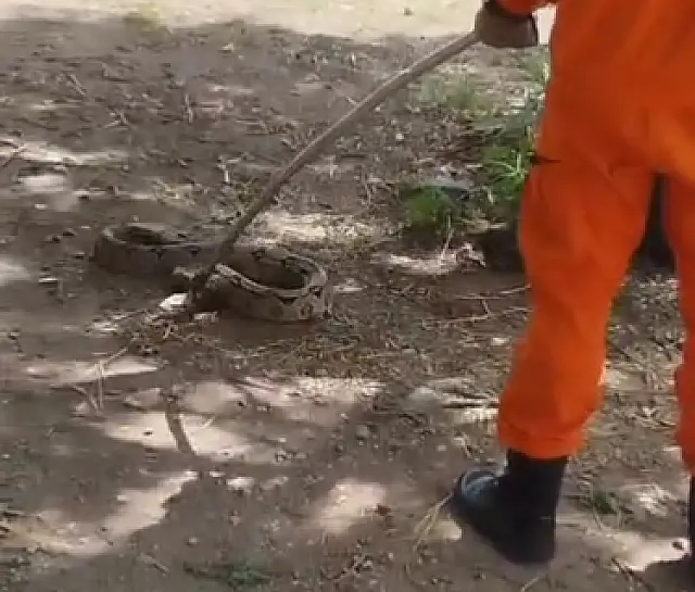 Bombeiros de Corumbá capturam jiboia próximo a posto de saúde