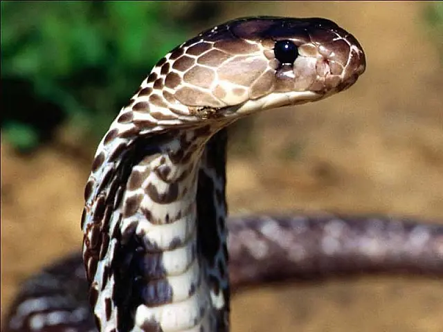 Idoso é picado por serpente no Bairro Guanandy