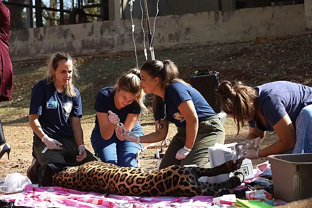 Hospital completa um ano de atividade com 3 mil reabilitações de animais silvestres