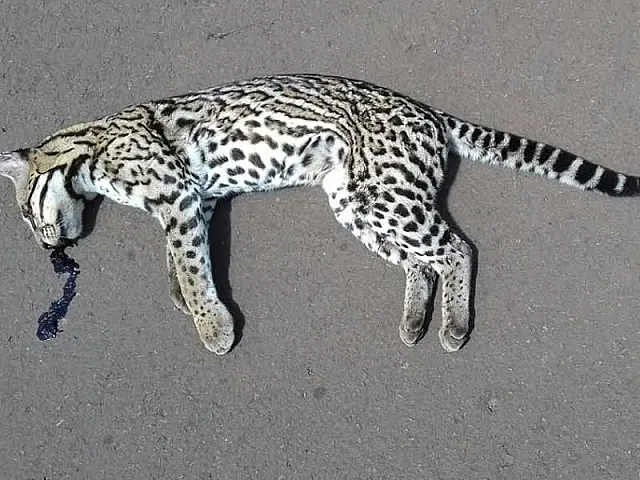 Jaguatirica morta na BR-262 desperta lembrança de extinção