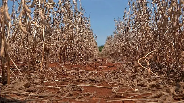 Seca coloca 33 cidades do MS em situação de emergência