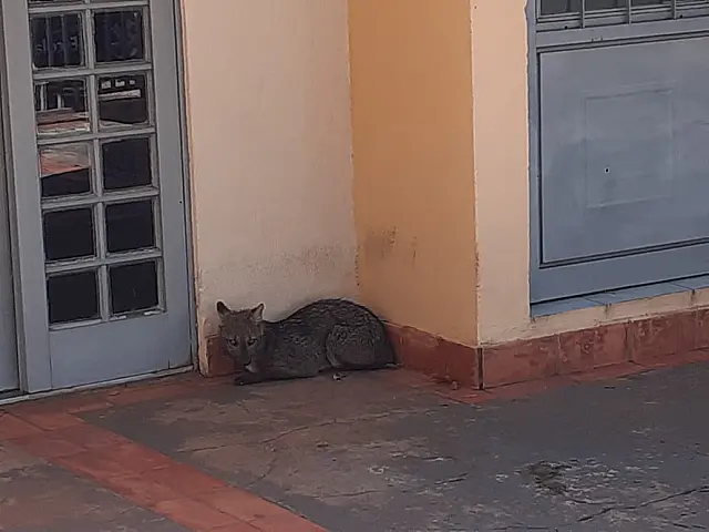 Animal silvestre é capturado pela Polícia Ambiental no centro da cidade