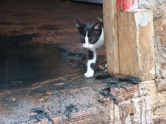 Mulher é suspeita de colocar fogo na própria casa, em Aquidauana