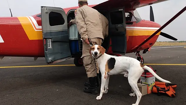 Em busca de desaparecido, cãozinho dos bombeiros é símbolo de esperança